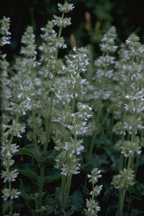 Salvia Verticillata 'Alba'