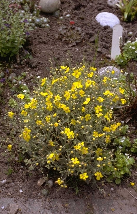 Toorts - Verbascum 'Letitia'