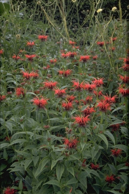 Bergamotplant - Monarda 'Squaw'