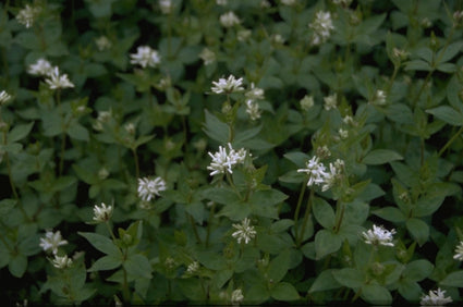 Galium boreale