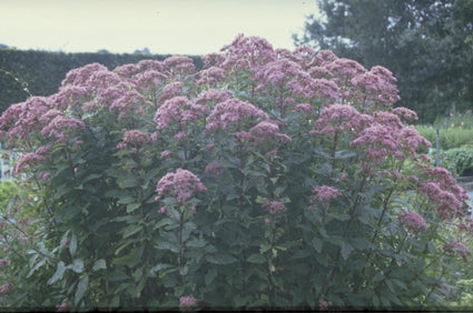 Leverkruid - Eupatorium maculatum 'Riesenschirm'