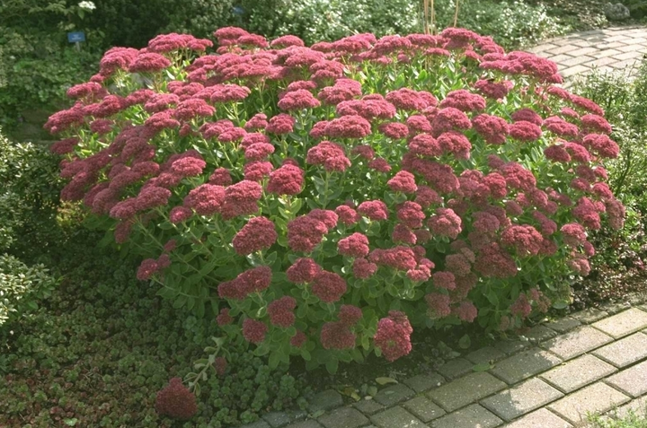 prachtig borderpakket tuinplanten