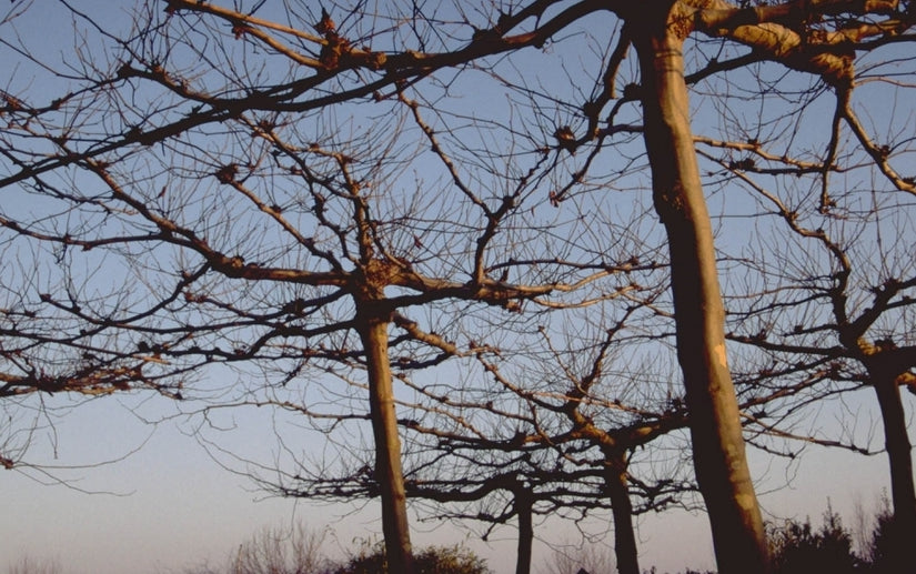 Dak-plataan - Platanus x acerifolia