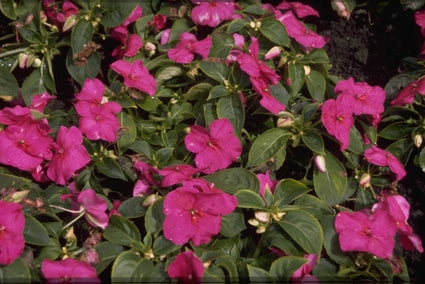 Vlijtig liesje - Impatiens walleriana 'Violet'