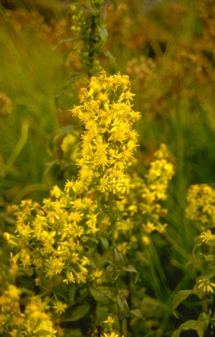 Echte guldenroede - 'Solidago virgaurea'