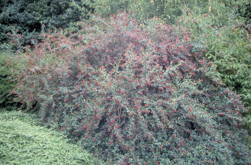 Escallonia 'C.F. Ball'