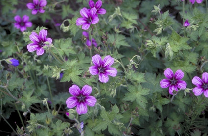 Ooievaarsbek - Geranium 'Sue Crug'