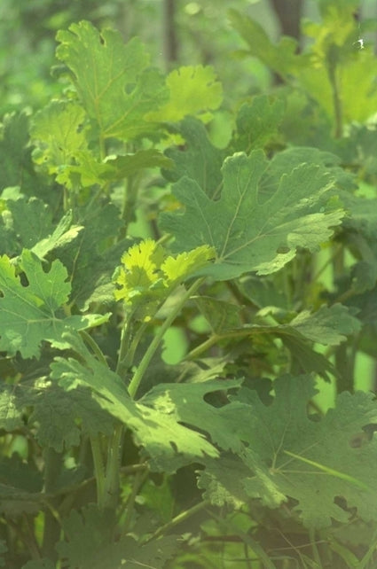 Pluimpapaver - Macleaya Cordata