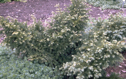 Taxus baccata 'Repandens'