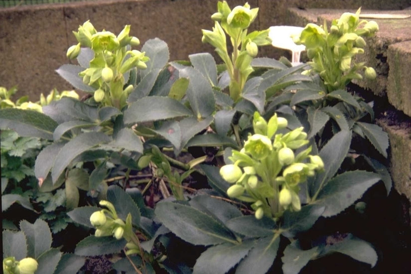 Kruipend Zenegroen - Ajuga reptans 'Multicolor'