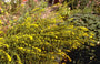 Guldenroede - Solidago caesia