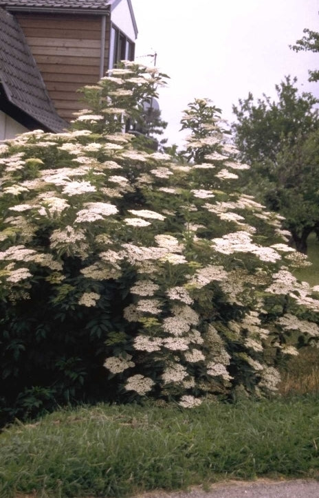 Gewone vlier - Sambucus nigra