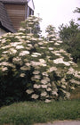 Gewone vlier - Sambucus nigra