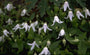 Clematis integrifolia 'Alba'