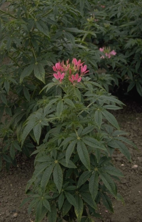 Cleome hassleriana 'Cherry Queen'