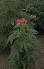 Cleome hassleriana 'Cherry Queen'