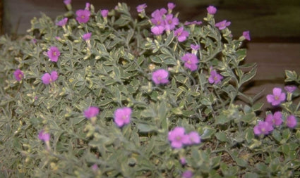 Aubrieta 'Argenteovariegata'