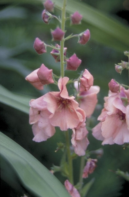 Verbascum 'Jackie'