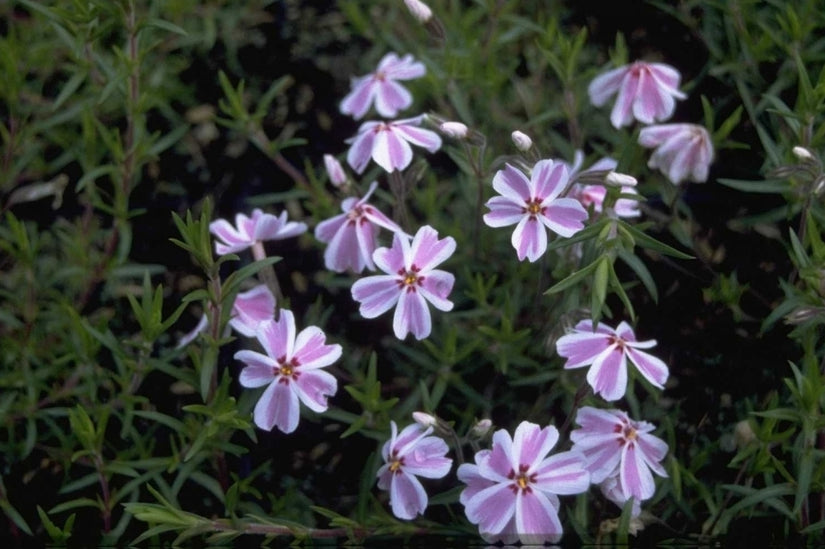 Flox - Phlox 'Candy Stripes'