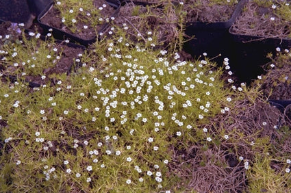 Sagina subulata 'Aurea'