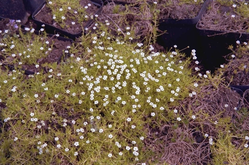 Sagina subulata 'Aurea'