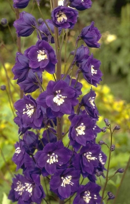 Ridderspoor - Delphinium 'Chelsea Star'