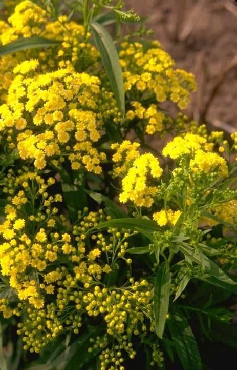 Guldenroede - Solidago 'Super'