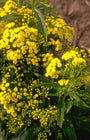 Guldenroede - Solidago 'Super'