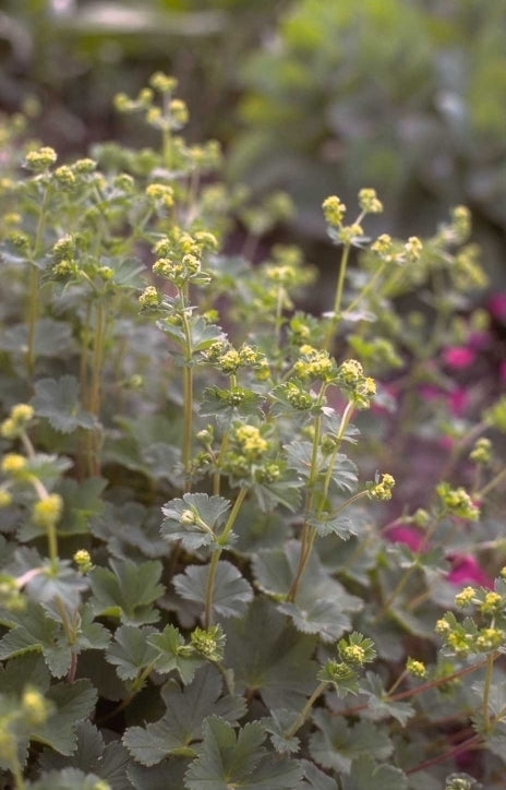 Vrouwenmantel - Alchemilla splendens