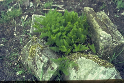 Meum athamanticum