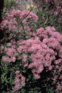 Thalictrum aquilegifolium