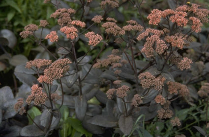 Bleke hemelsleutel - Sedum telephium 'Atropurpureum'