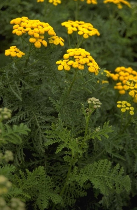 Boerenwormkruid - Tanacetum vulgare 'Crispum'