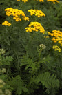 Boerenwormkruid - Tanacetum vulgare 'Crispum'