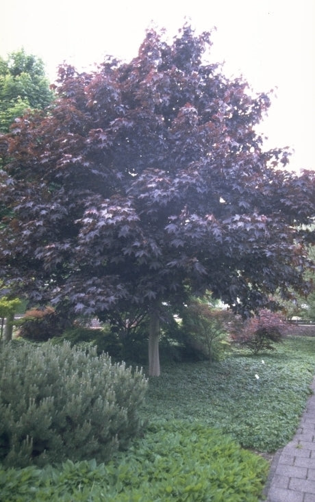 Noorse Esdoorn - Acer platanoides 'Crimson King'