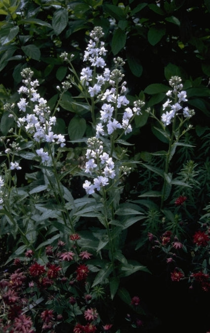 Hesperis matronalis 'Lilacina Flore Plena'