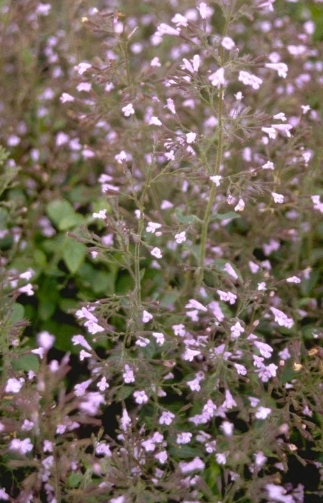 Clinopodium calamintha 'Blue Cloud'