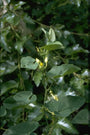 Aristolochia clematitis