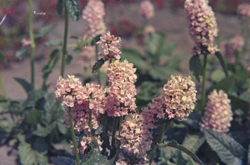 Ezelsoor - Stachys officinalis 'Rosea'