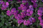 Aubrieta 'Cascade Purple'