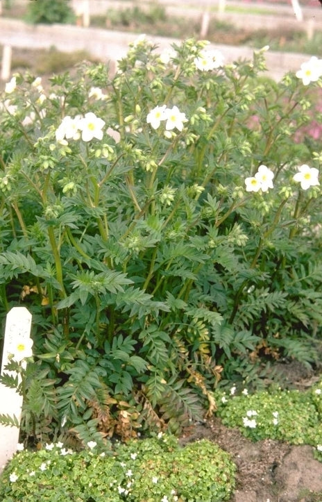 Polemonium caeruleum 'Album'