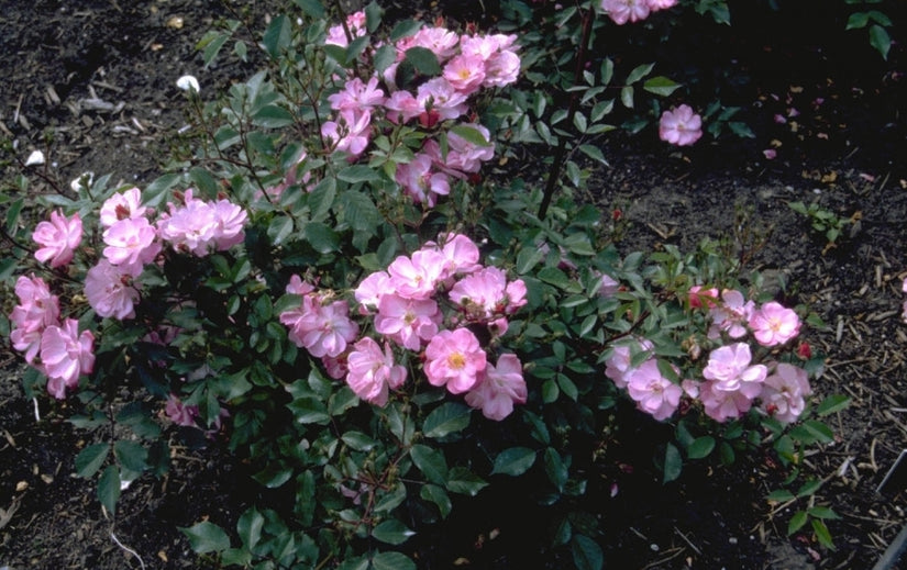 Heesterroos - Rosa 'Interlav'