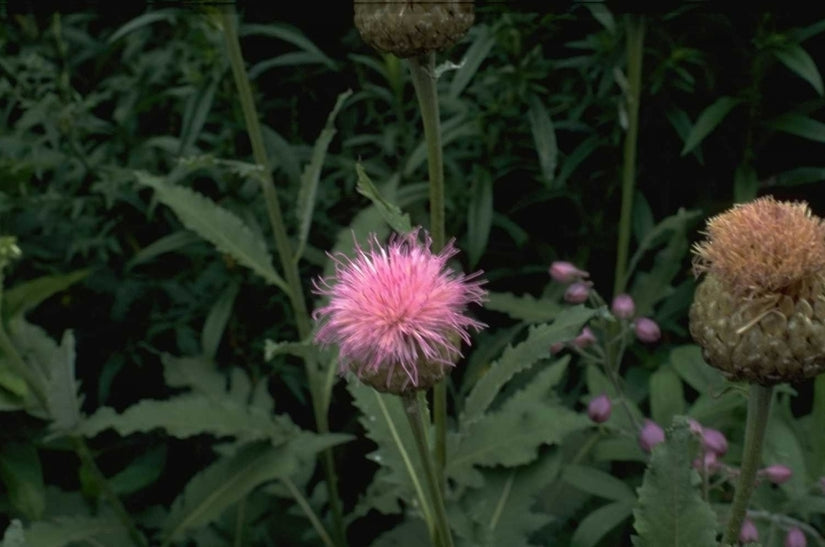 Korenbloem - Centaurea 'Pulchra Major'