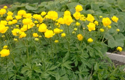 Trollius 'Lemon Queen'