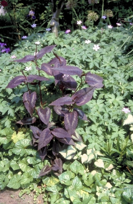 Duizendknoop Persicaria microcephala 'Jade Dragon'