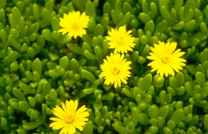 Delosperma nubigenum