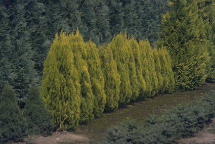 Oosterse levensboom - Thuja orientalis 'Golden Minaret'