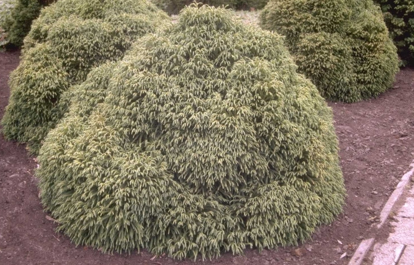 Japanse cipres - Cryptomeria japonica 'Globosa Nana'