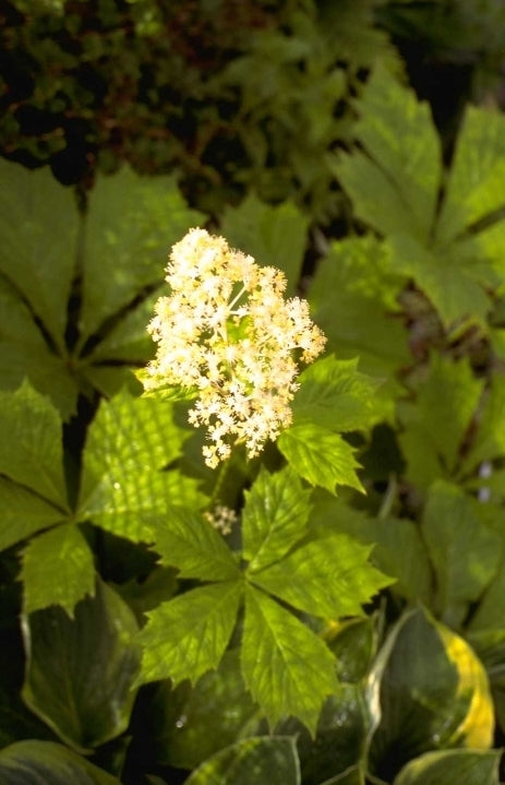 Schout-bij-nacht - Rodgersia podophylla