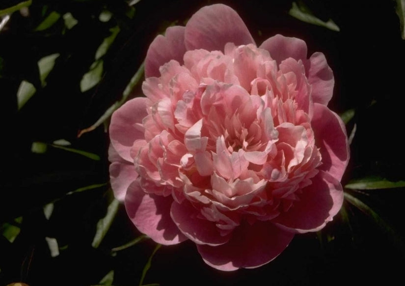 Pioen Paeonia 'General MacMahon'